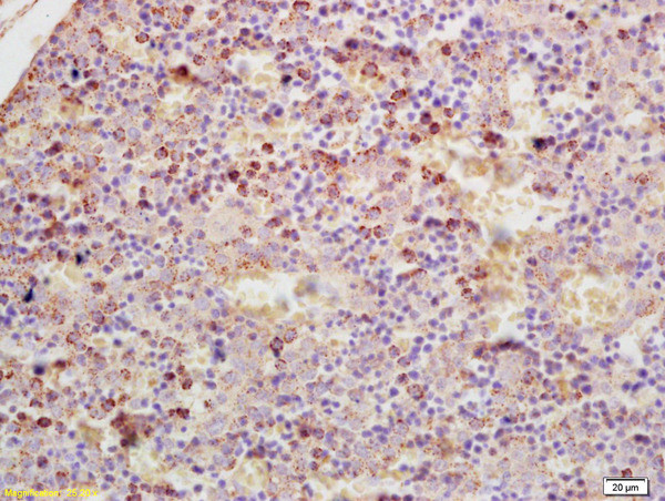 GDPD3 Antibody in Immunohistochemistry (Paraffin) (IHC (P))