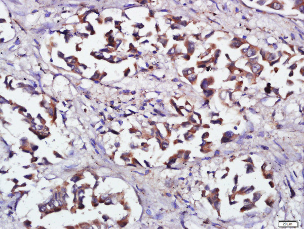 RNF138 Antibody in Immunohistochemistry (Paraffin) (IHC (P))