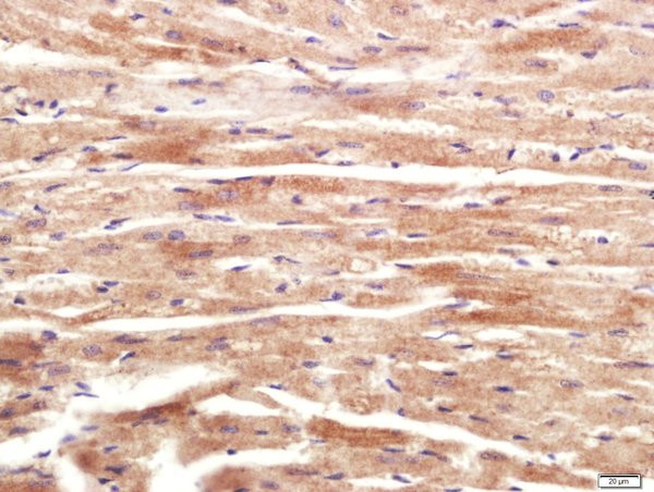 RNF169 Antibody in Immunohistochemistry (Paraffin) (IHC (P))