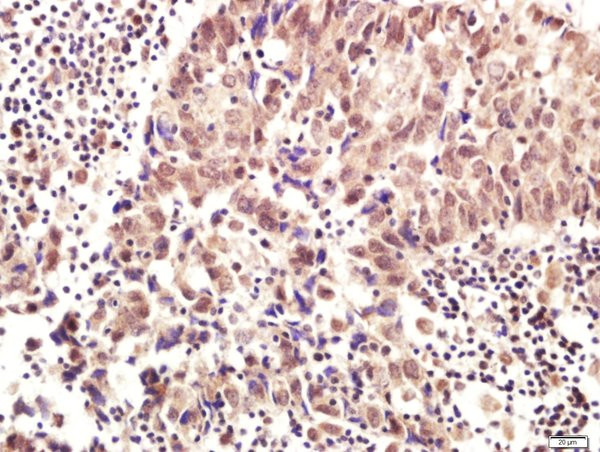 RNF169 Antibody in Immunohistochemistry (Paraffin) (IHC (P))