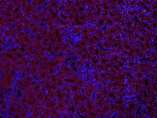 MUL1 Antibody in Immunohistochemistry (Paraffin) (IHC (P))