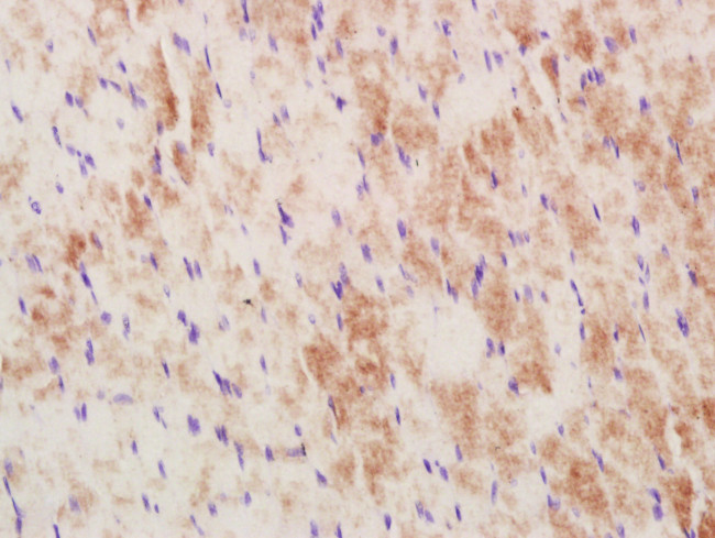 MUL1 Antibody in Immunohistochemistry (Paraffin) (IHC (P))