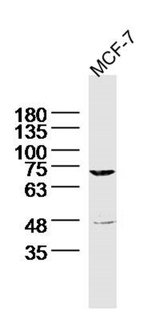 MARCH7 Antibody in Western Blot (WB)