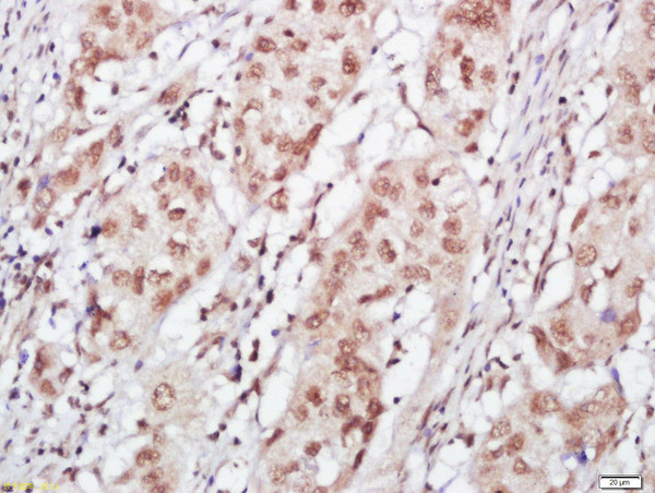 FOG1 Antibody in Immunohistochemistry (Paraffin) (IHC (P))