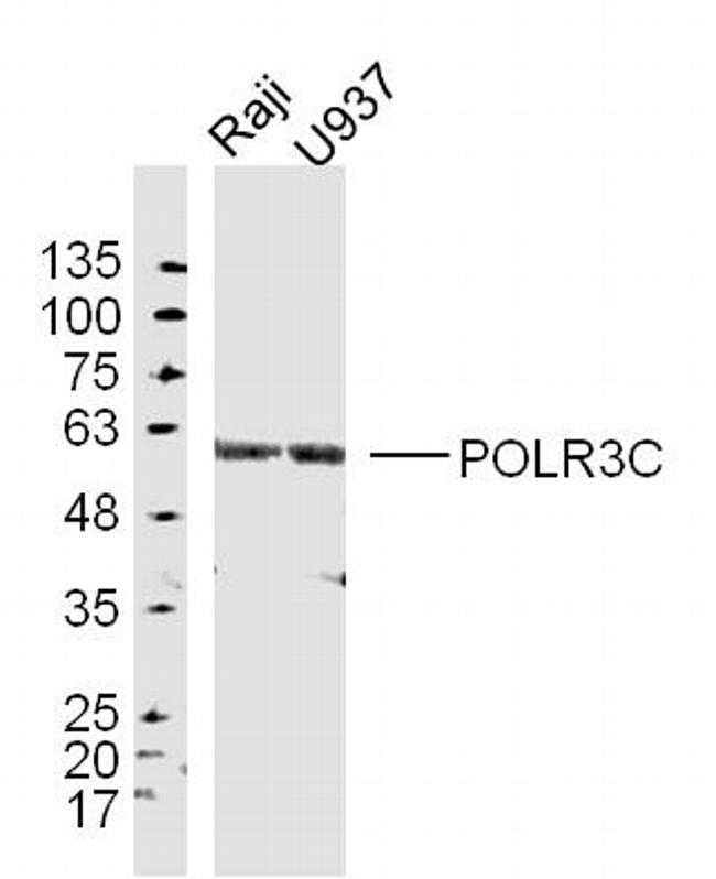 POLR3C Antibody in Western Blot (WB)