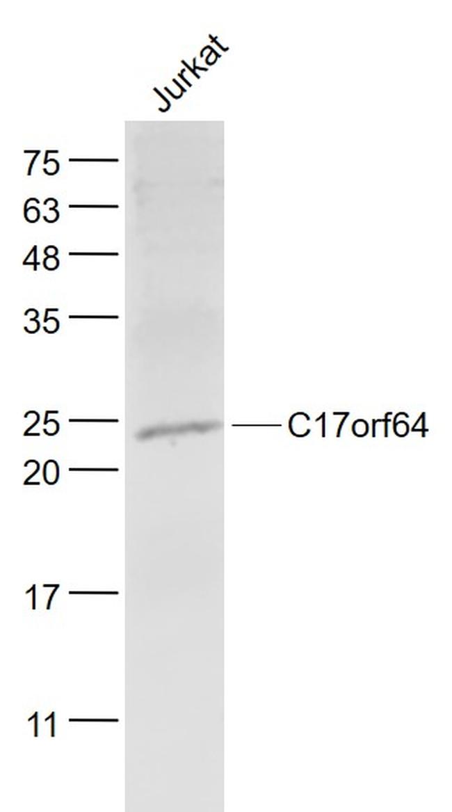 C17orf64 Antibody in Western Blot (WB)