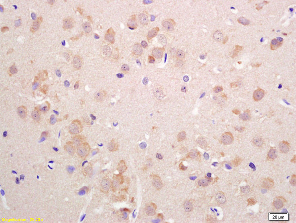 VGLUT2 Antibody in Immunohistochemistry (Paraffin) (IHC (P))