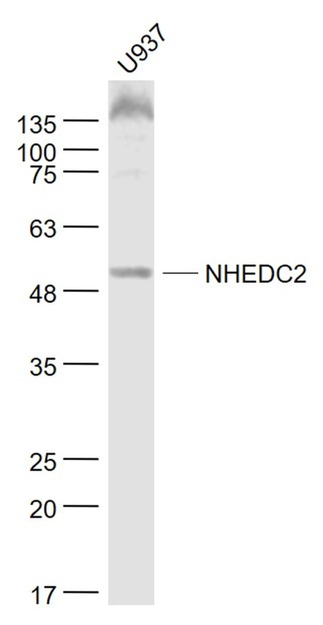 NHEDC2 Antibody in Western Blot (WB)