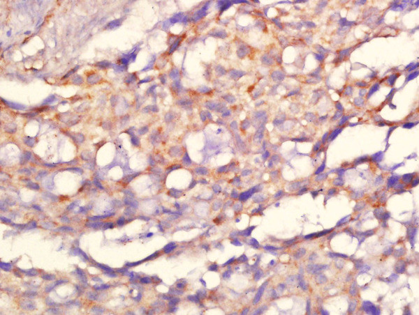 C10orf93 Antibody in Immunohistochemistry (Paraffin) (IHC (P))