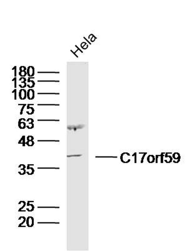 C17orf59 Antibody in Western Blot (WB)