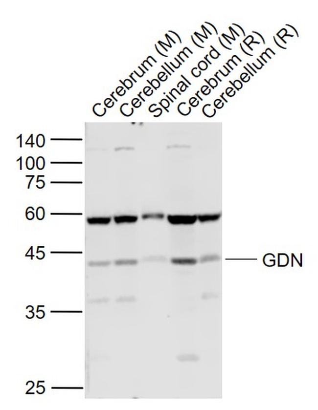 GDN Antibody in Western Blot (WB)