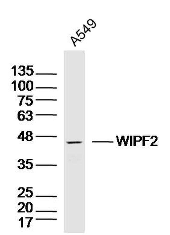 WIPF2 Antibody in Western Blot (WB)