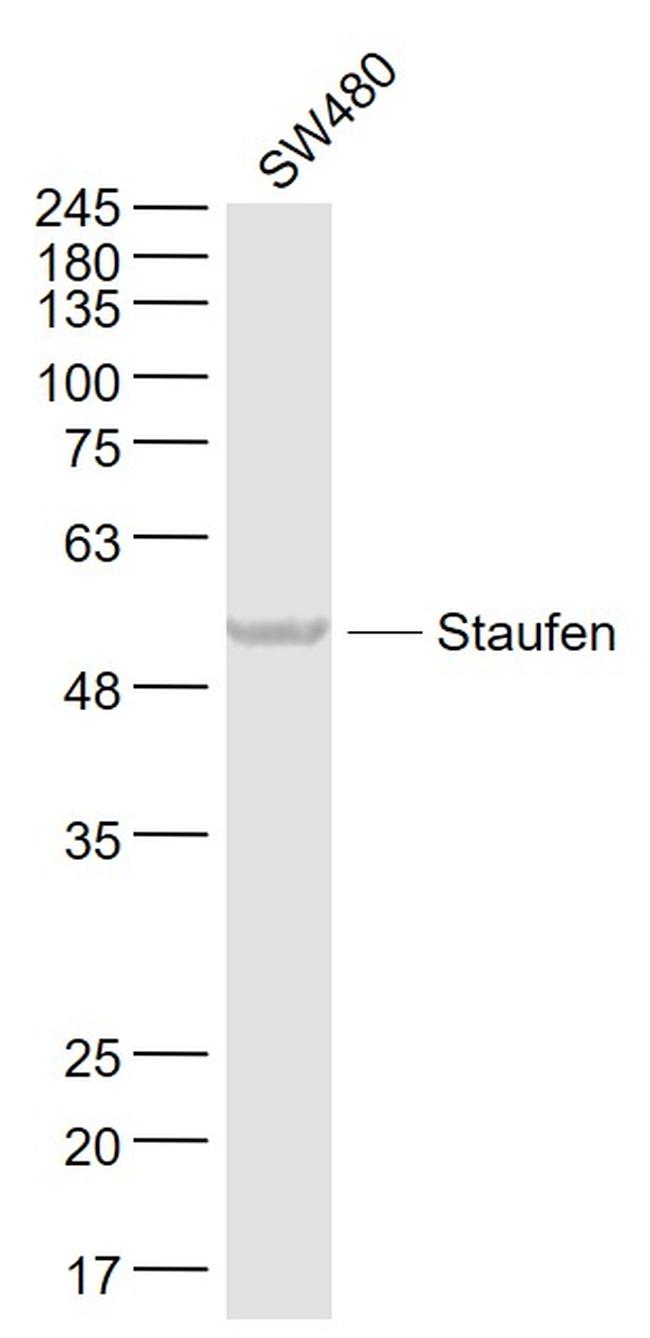 Staufen Antibody in Western Blot (WB)