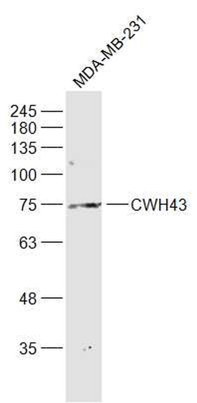 CWH43 Antibody in Western Blot (WB)