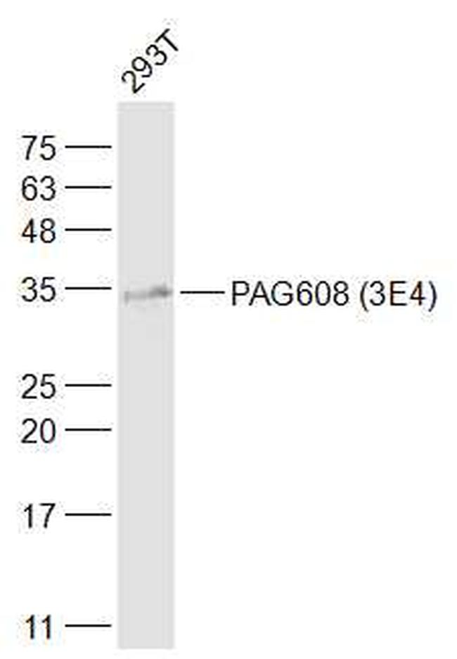 PAG608 Antibody in Western Blot (WB)