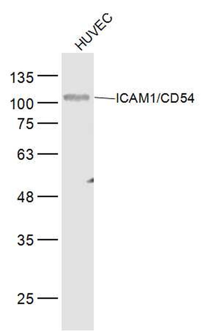 ICAM1/CD54 Antibody in Western Blot (WB)