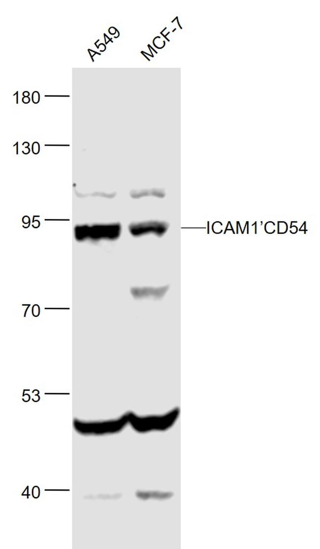 ICAM1/CD54 Antibody in Western Blot (WB)