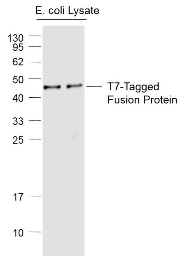 T7-Tag Antibody in Western Blot (WB)