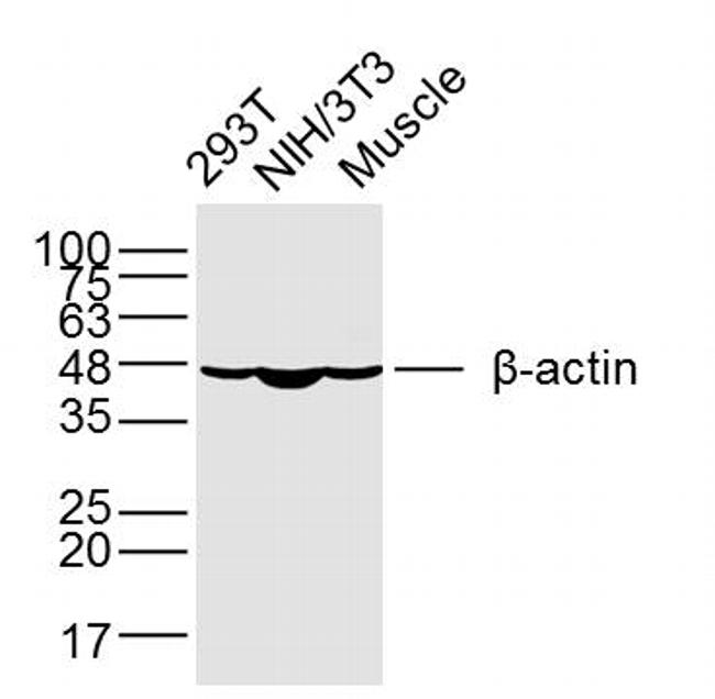 beta-Actin Antibody in Western Blot (WB)