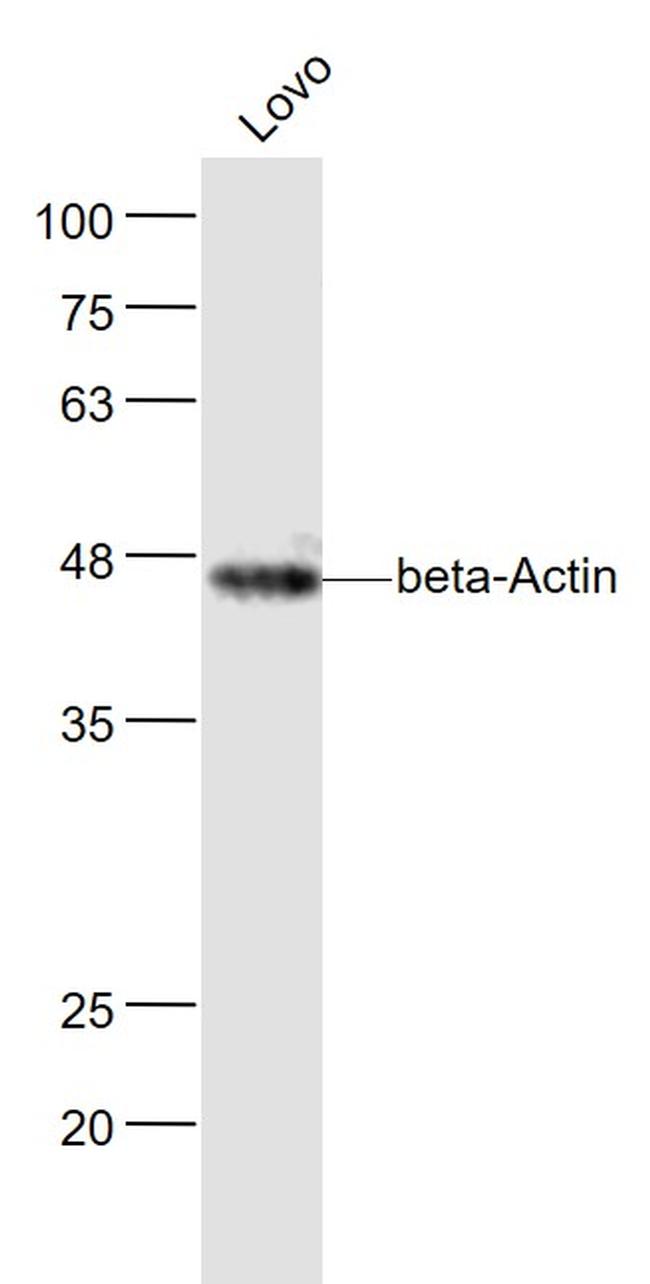 beta-Actin Antibody in Western Blot (WB)