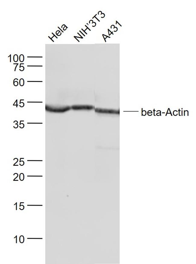 beta-Actin Antibody in Western Blot (WB)