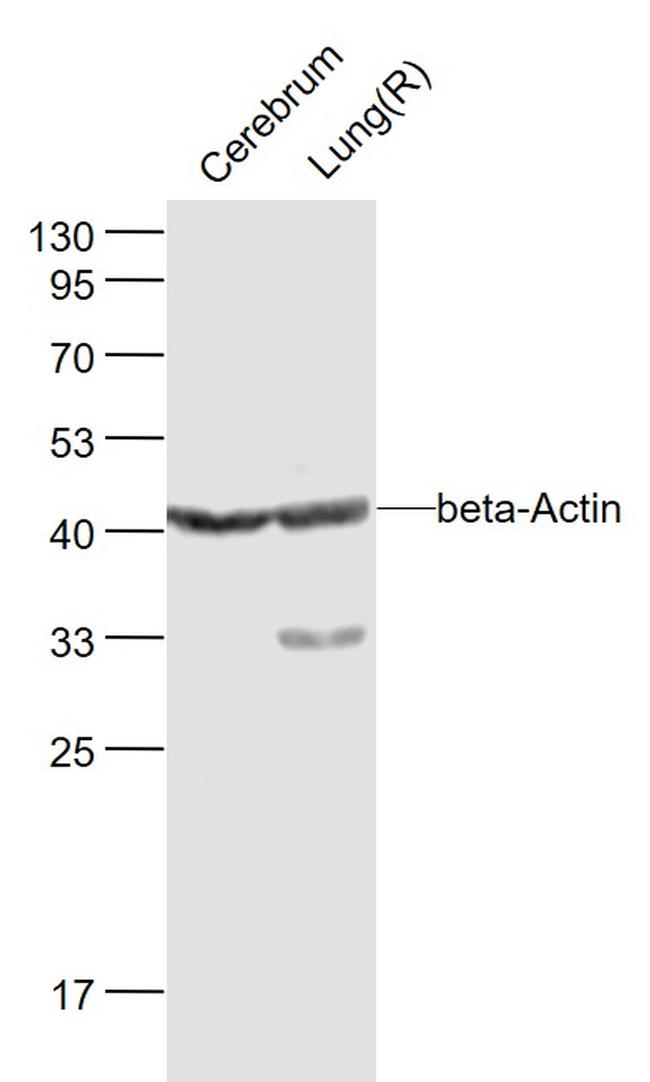 beta-Actin Antibody in Western Blot (WB)