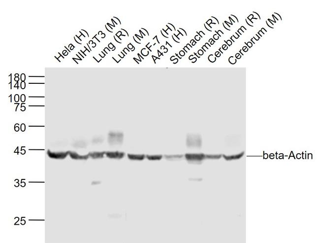 beta-Actin Antibody in Western Blot (WB)