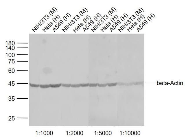 beta-Actin Antibody in Western Blot (WB)