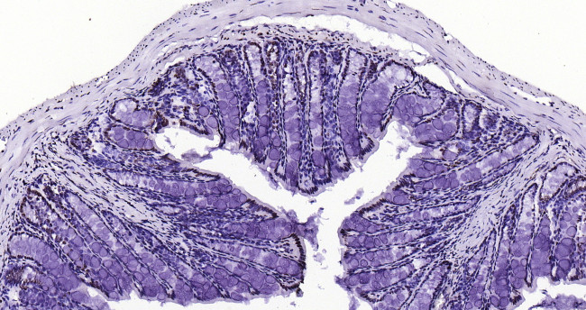 Histone H3 (tri methyl K79) Antibody in Immunohistochemistry (Paraffin) (IHC (P))