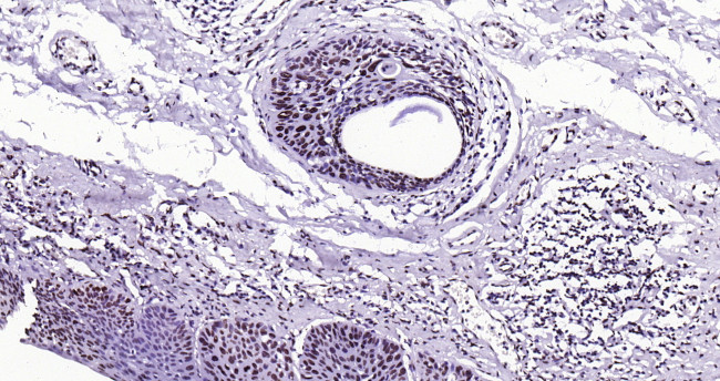 Histone H3 (tri methyl K79) Antibody in Immunohistochemistry (Paraffin) (IHC (P))