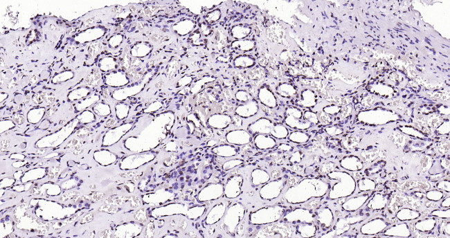 Histone H3 (tri methyl K79) Antibody in Immunohistochemistry (Paraffin) (IHC (P))