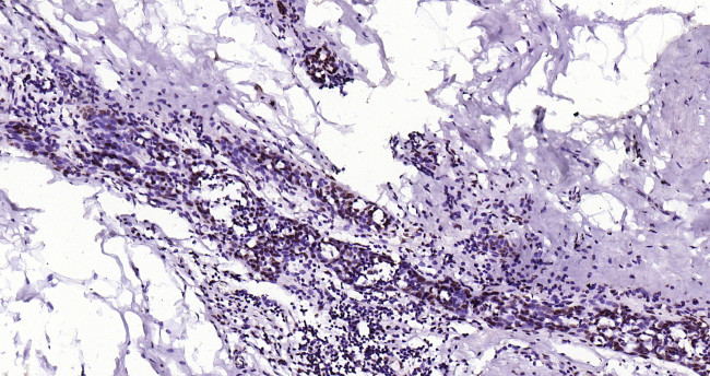 Histone H3 (tri methyl K79) Antibody in Immunohistochemistry (Paraffin) (IHC (P))