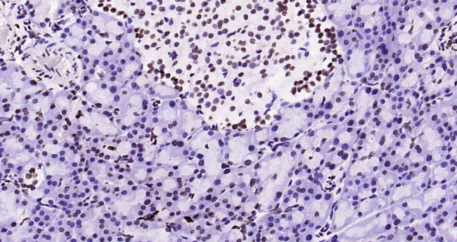 Histone H3 (tri methyl K79) Antibody in Immunohistochemistry (Paraffin) (IHC (P))