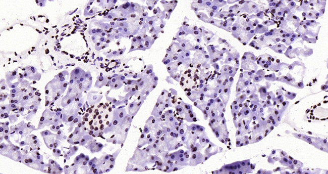 Histone H3 (tri methyl K79) Antibody in Immunohistochemistry (Paraffin) (IHC (P))