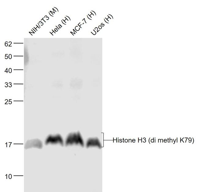 Histone H3 (tri methyl K79) Antibody in Western Blot (WB)