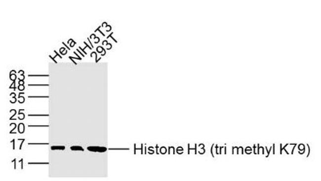 Histone H3 (Tri methyl K79) Antibody in Western Blot (WB)