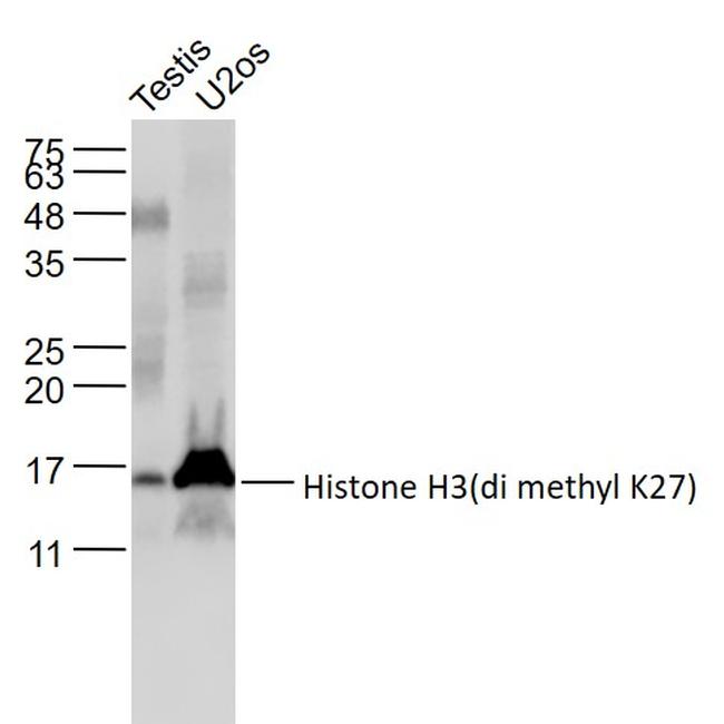 Histone H3 (di methyl K27) Antibody in Western Blot (WB)