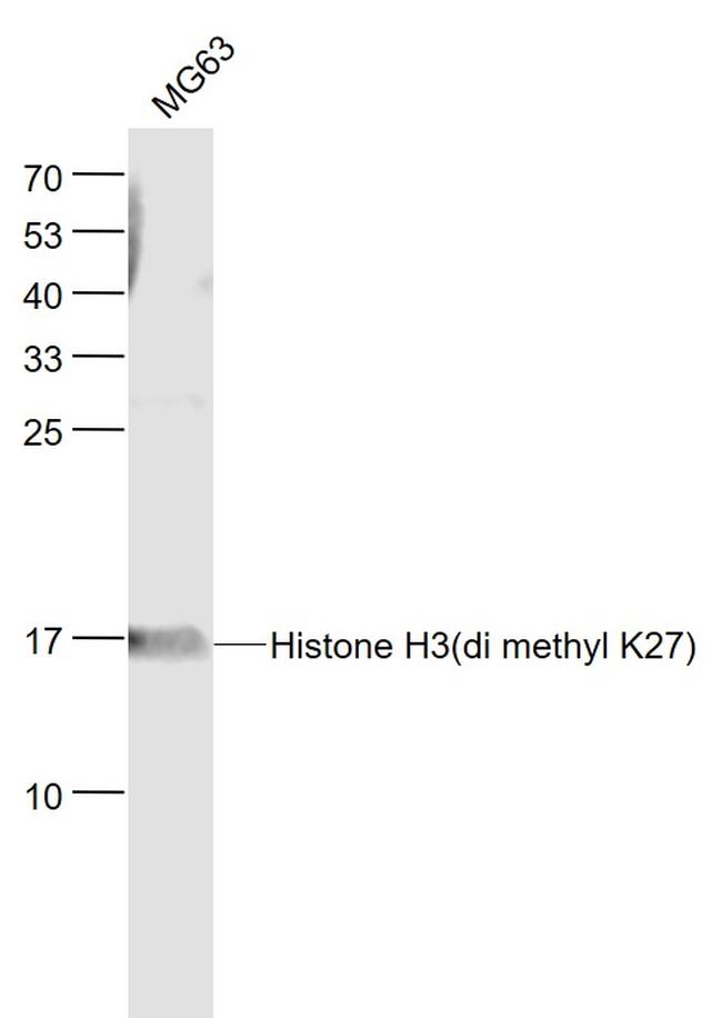 Histone H3 (di methyl K27) Antibody in Western Blot (WB)