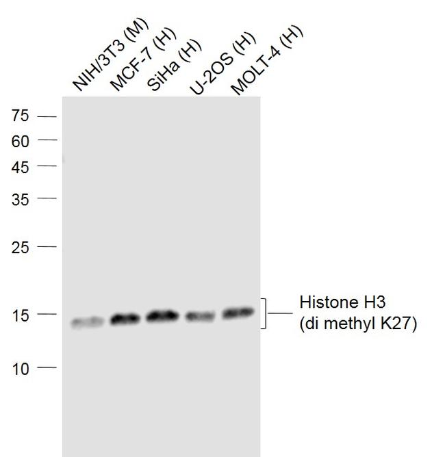 Histone H3 (di methyl K27) Antibody in Western Blot (WB)