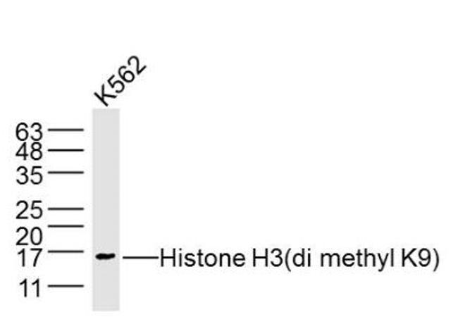 Histone H3 (Di methyl K9) Antibody in Western Blot (WB)