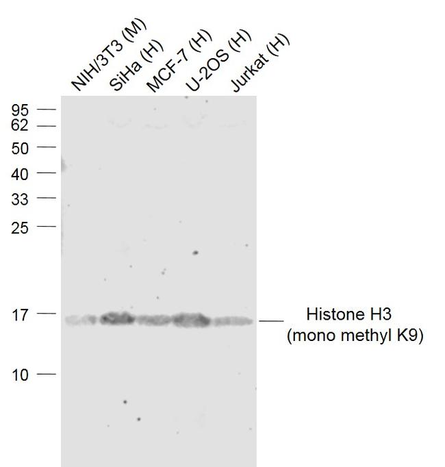 Histone H3 (mono methyl K9) Antibody in Western Blot (WB)