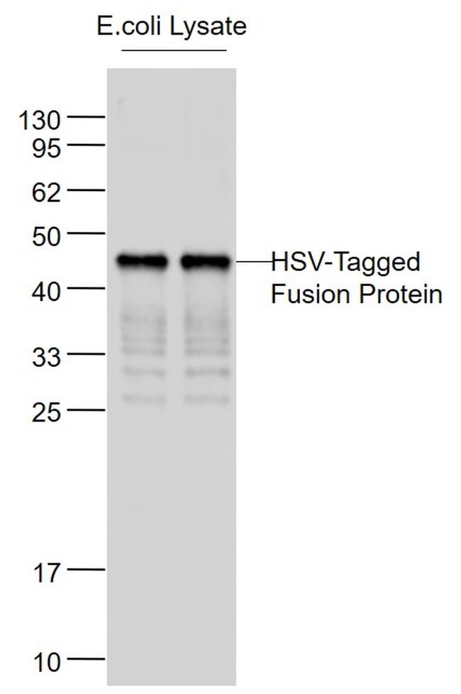 HSV-Tag Antibody in Western Blot (WB)