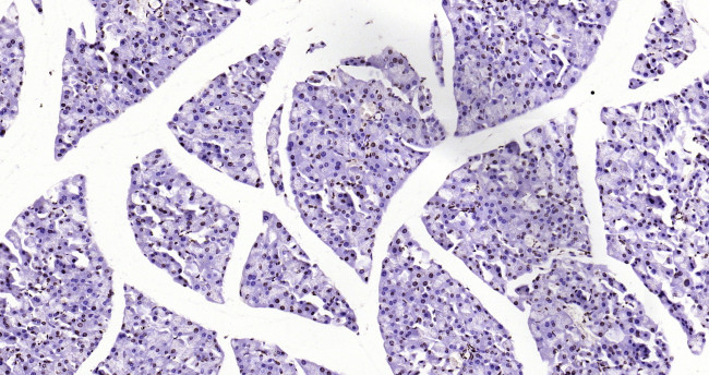 Histone H3 (di methyl K79) Antibody in Immunohistochemistry (Paraffin) (IHC (P))