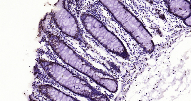 Histone H3 (di methyl K79) Antibody in Immunohistochemistry (Paraffin) (IHC (P))