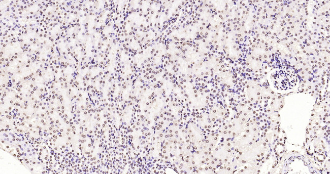 Histone H3 (di methyl K79) Antibody in Immunohistochemistry (Paraffin) (IHC (P))