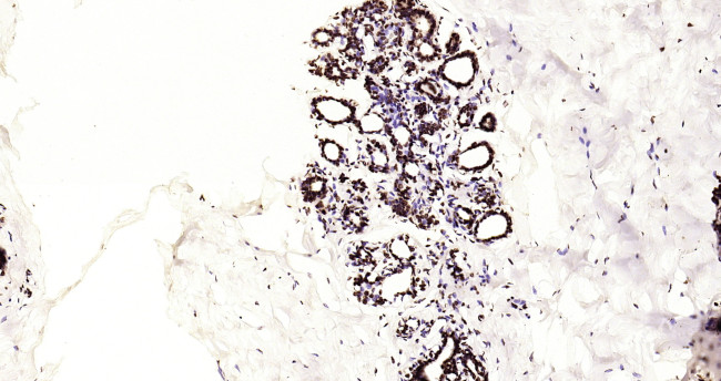 Histone H3 (di methyl K79) Antibody in Immunohistochemistry (Paraffin) (IHC (P))