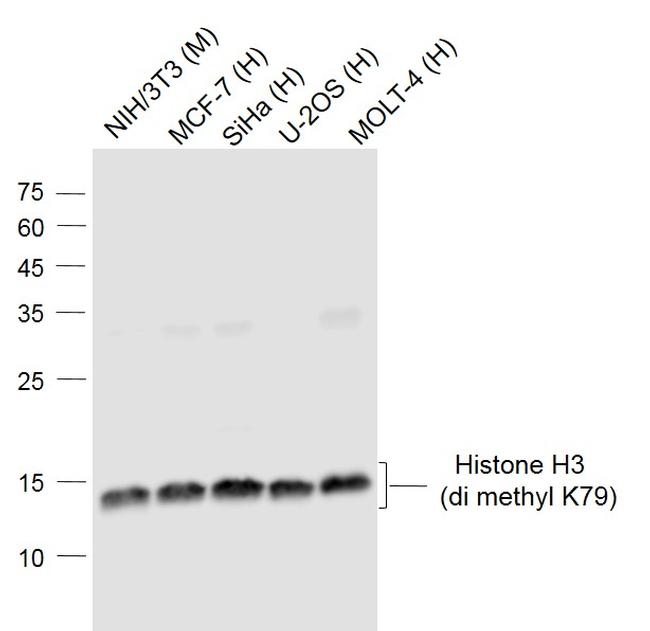 Histone H3 (di methyl K79) Antibody in Western Blot (WB)