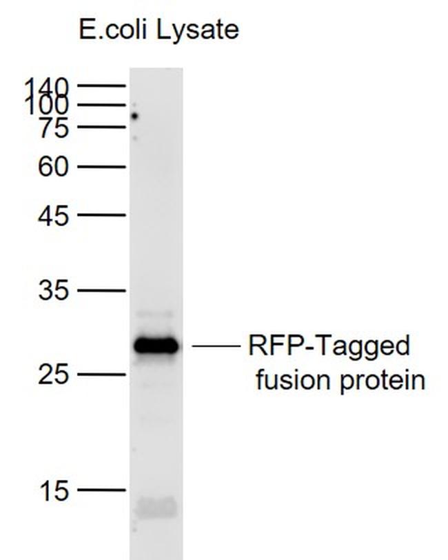 RFP-Tag Antibody in Western Blot (WB)