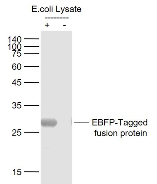 EBFP-Tag Antibody in Western Blot (WB)