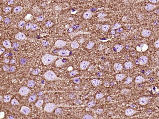 GAP43 Antibody in Immunohistochemistry (Paraffin) (IHC (P))